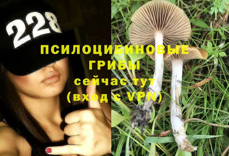 Псилоцибиновые грибы Psilocybine cubensis Лабинск